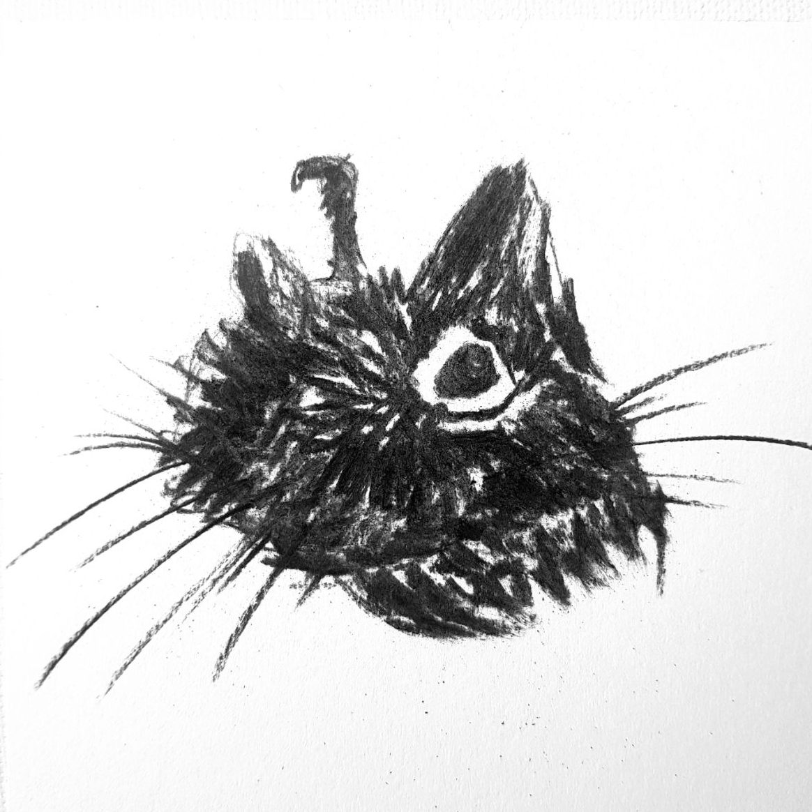 black cat illustration made with charcoal